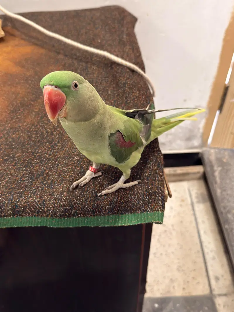Raw Parrot — photo 3