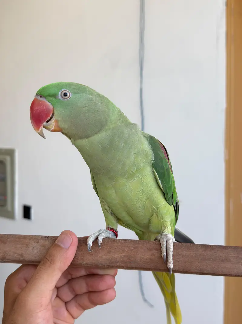Raw Parrot — photo 4