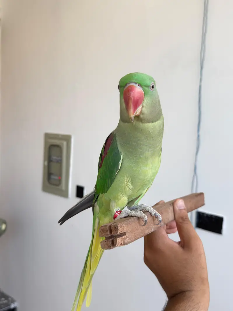 Raw Parrot — photo 5