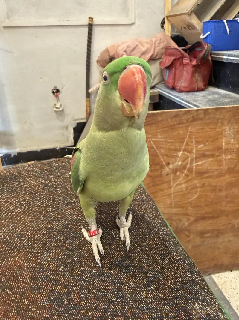Raw Parrot — photo 6
