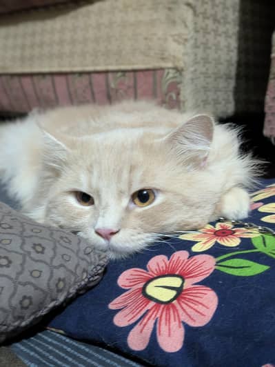 Persian Cute Male Cat
