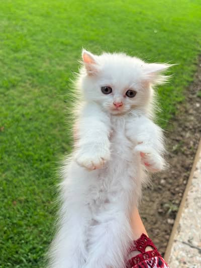 Kittens