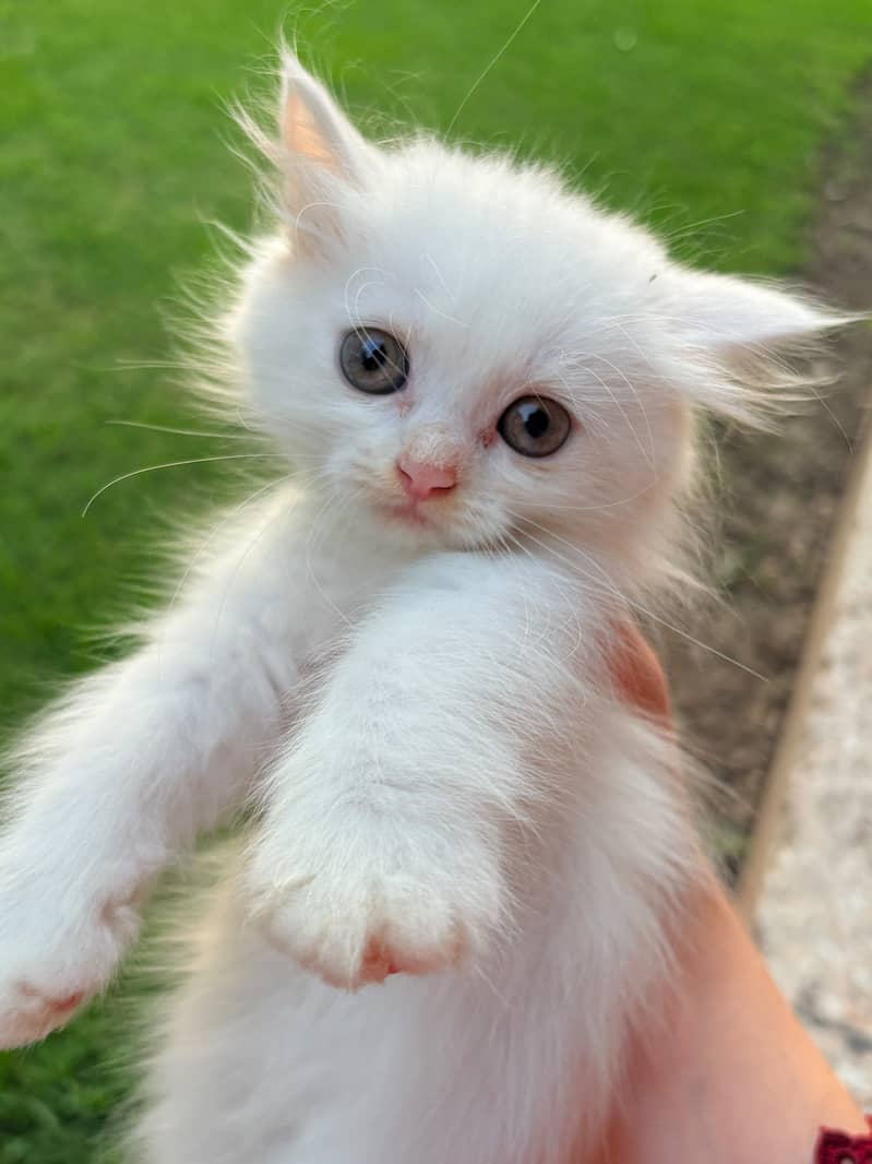 Kittens 1