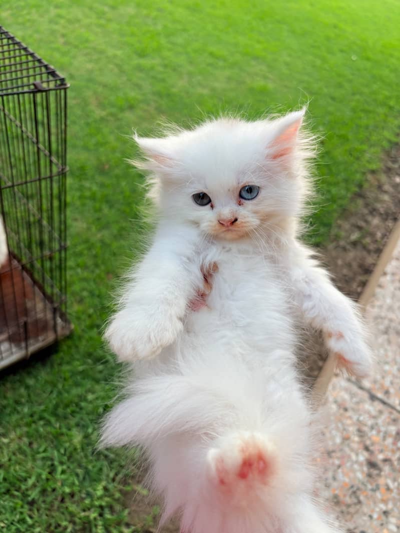 Kittens 2