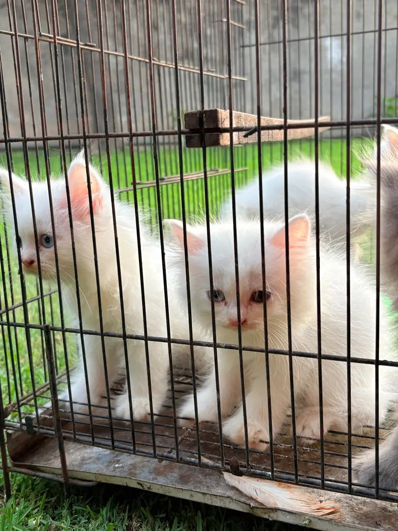 Kittens — photo 4