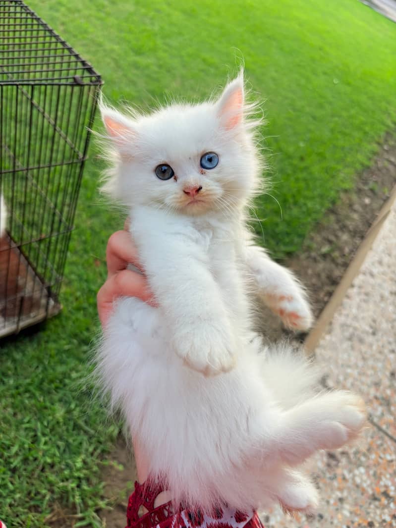 Kittens 4