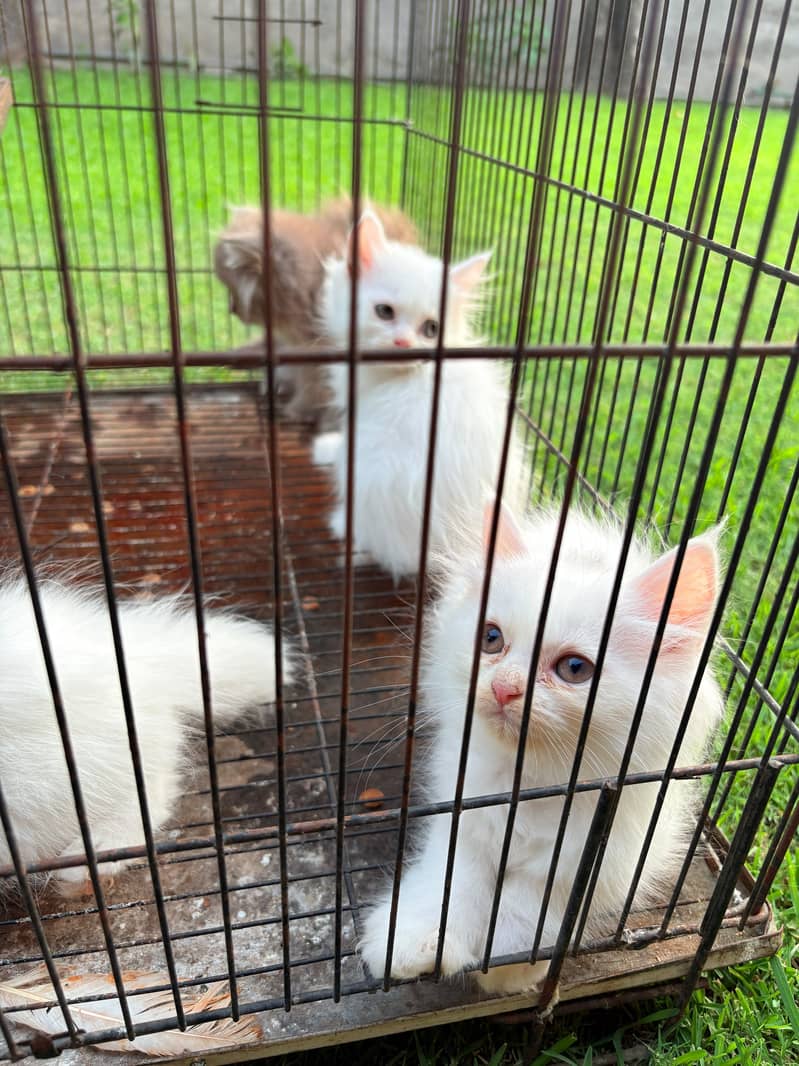 Kittens 5