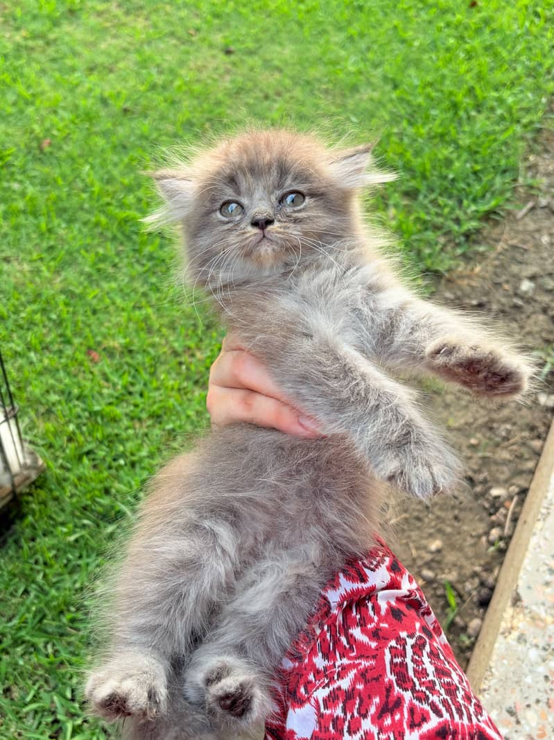 Kittens 6
