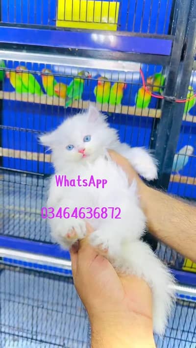 Persian cat 3 coated 5 face vaccinated for sale delivery all Pakistan