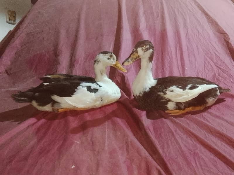 1 pair duck 0