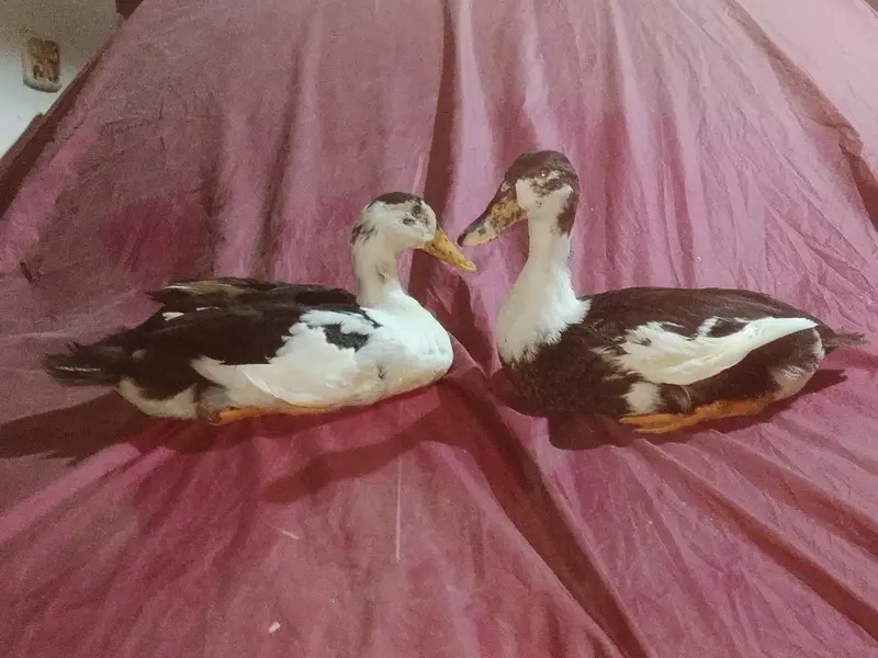 1 pair duck