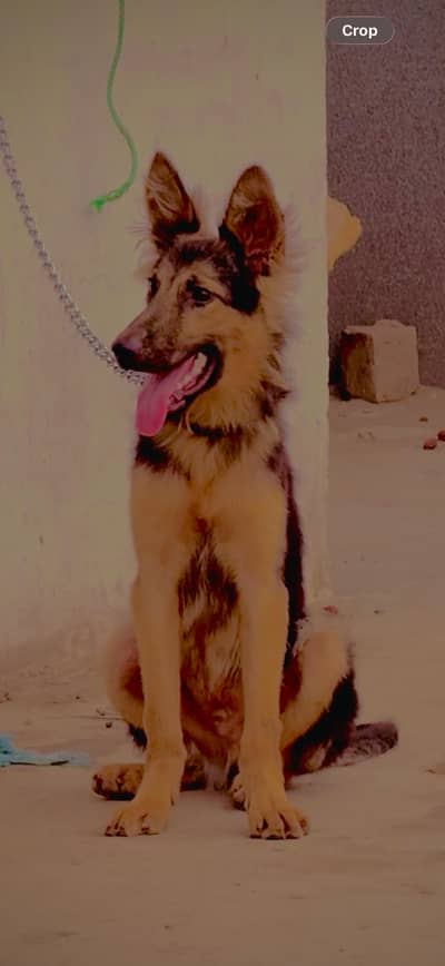 German shepherd male puppy for sale