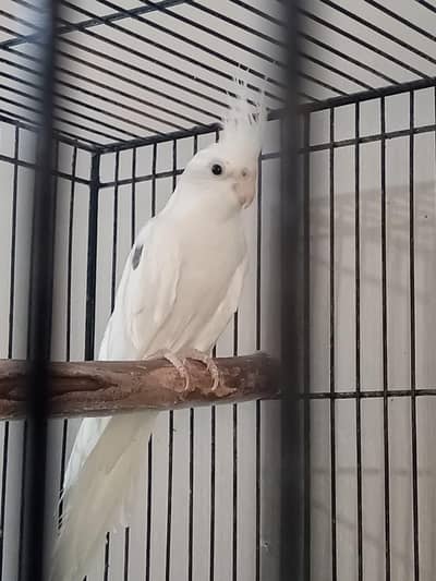 Cocktail male for sale
