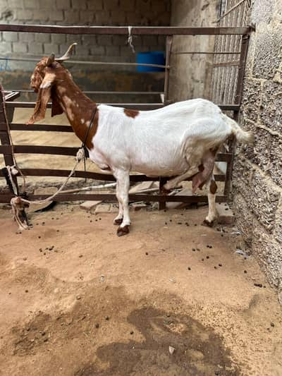 pateri bakri