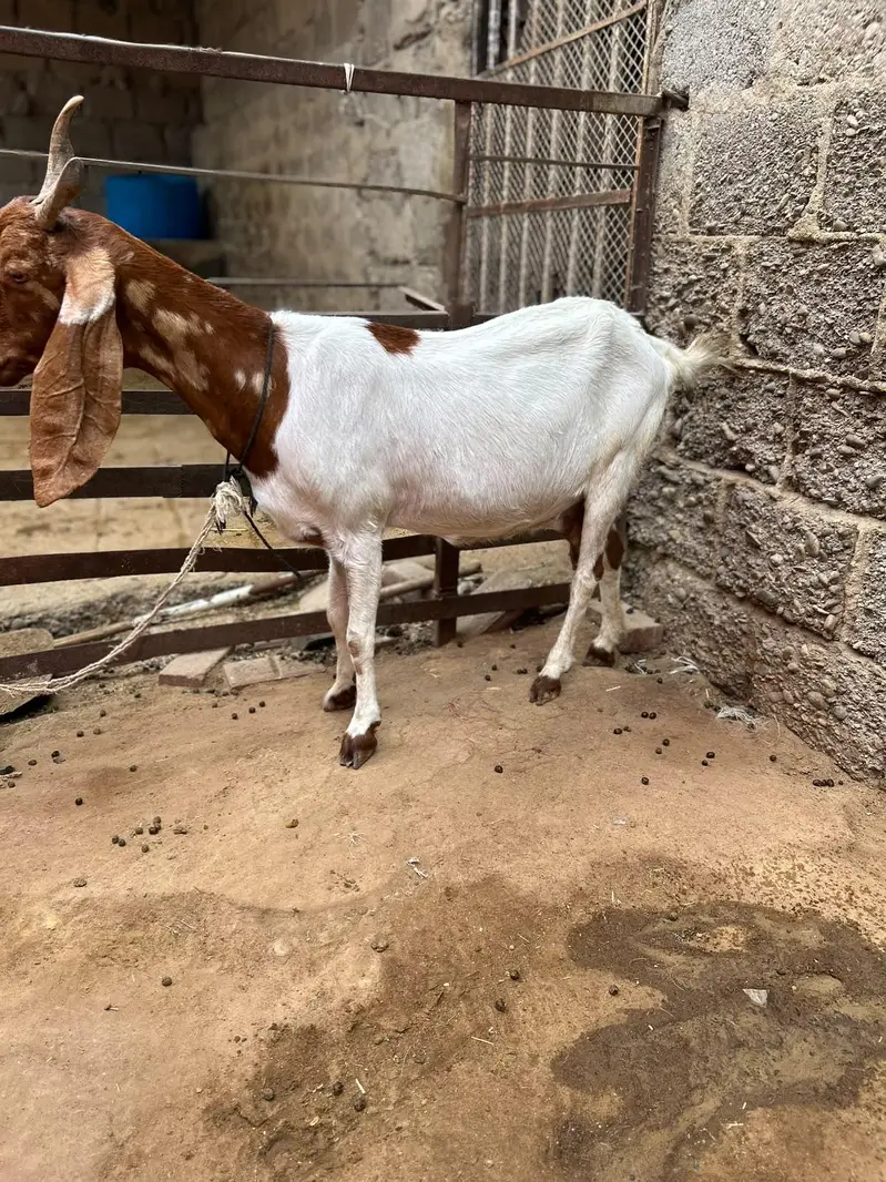 pateri bakri — photo 2