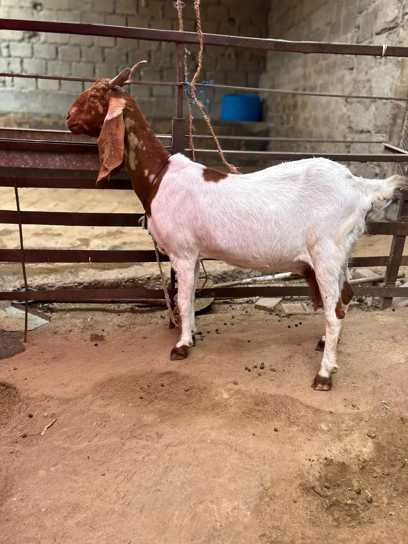 pateri bakri — photo 3