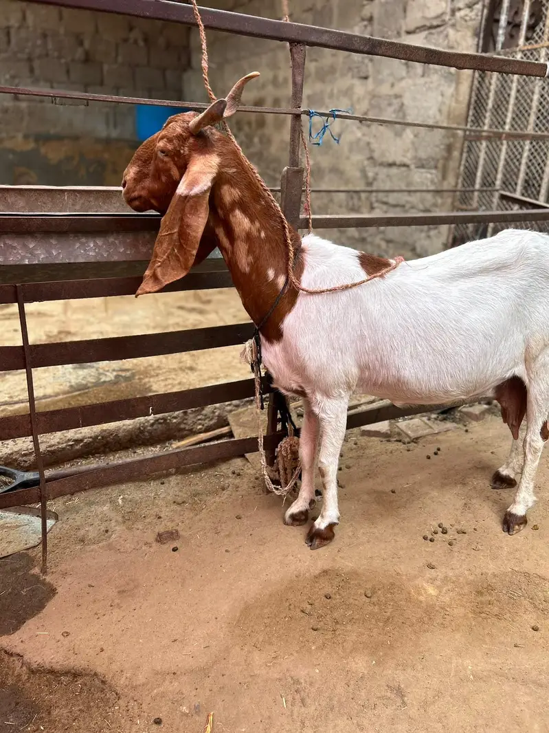 pateri bakri — photo 4