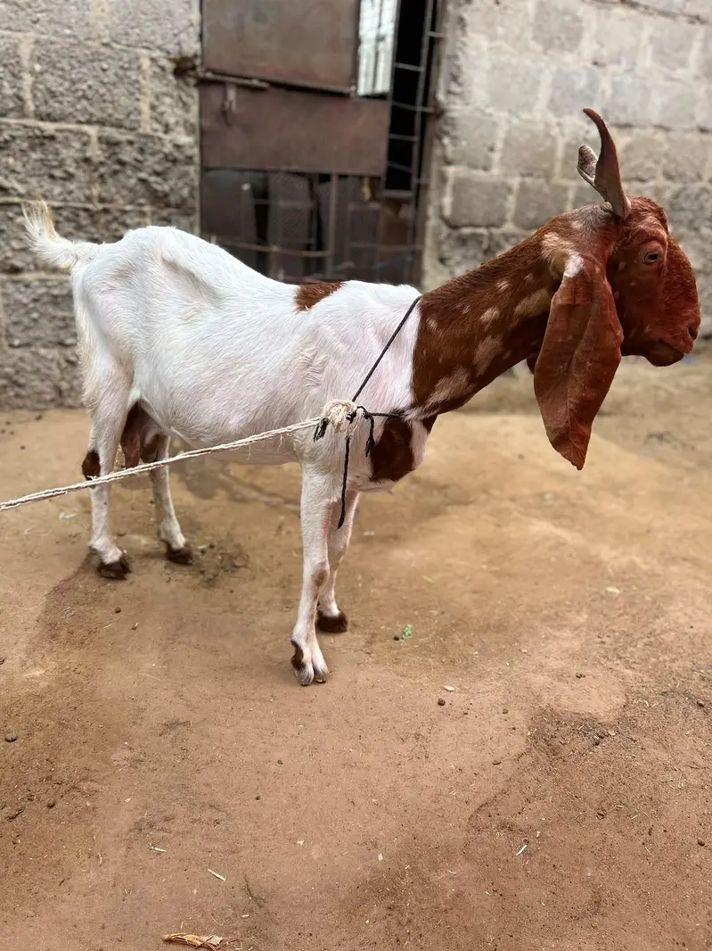 pateri bakri — photo 5