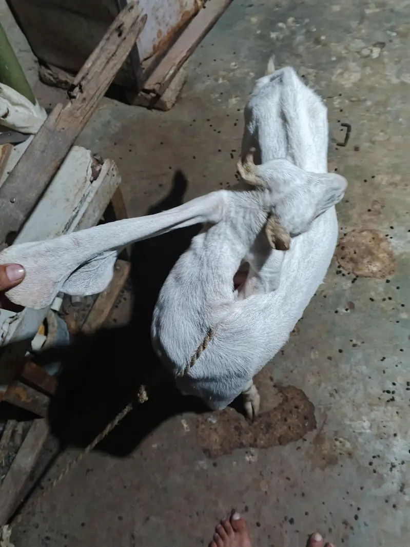 Nasli Gulabi bakri put hen mere pase 8manth huwe he aye huwe — photo 2
