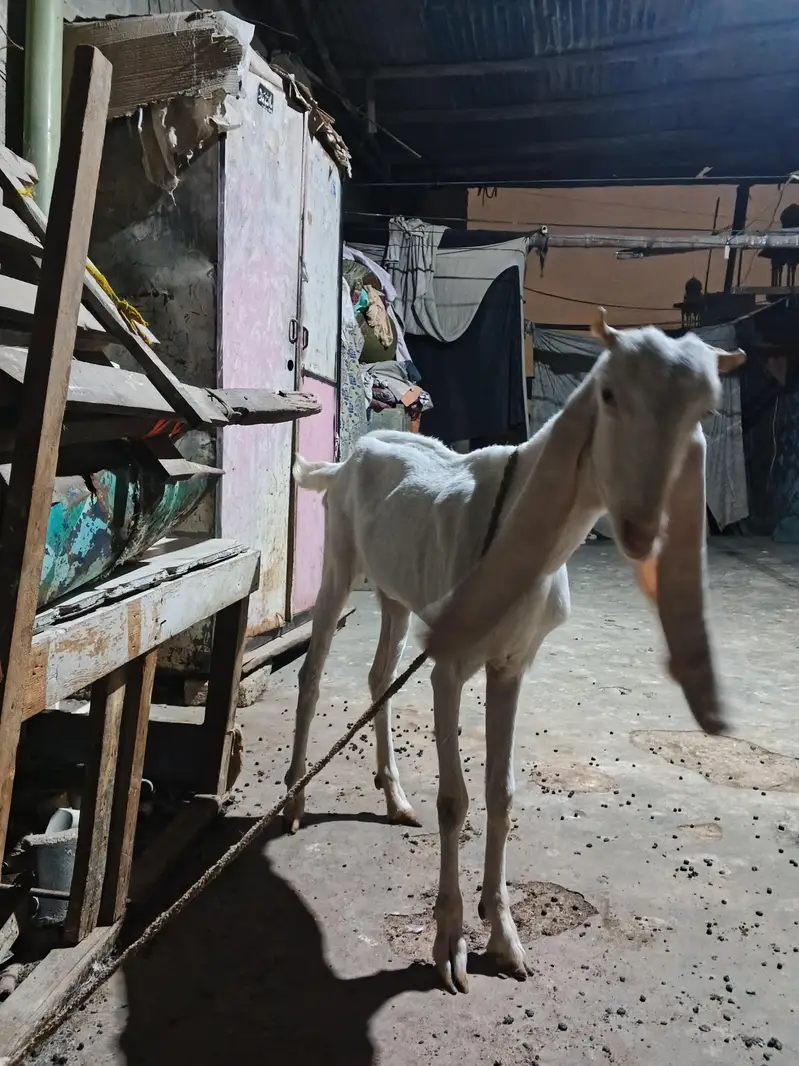Nasli Gulabi bakri put hen mere pase 8manth huwe he aye huwe — photo 3