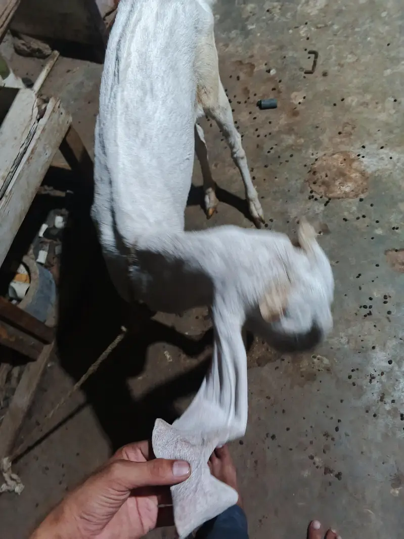 Nasli Gulabi bakri put hen mere pase 8manth huwe he aye huwe — photo 4