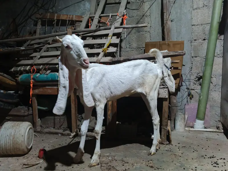 Nasli Gulabi bakri put hen mere pase 8manth huwe he aye huwe — photo 5