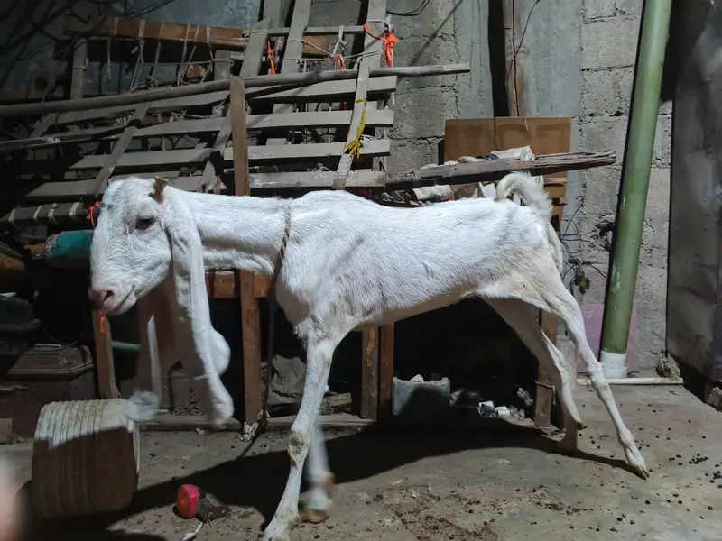 Nasli Gulabi bakri put hen mere pase 8manth huwe he aye huwe — photo 6