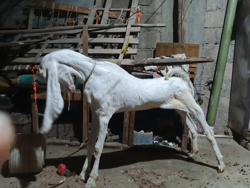 Nasli Gulabi bakri put hen mere pase 8manth huwe he aye huwe — photo 7