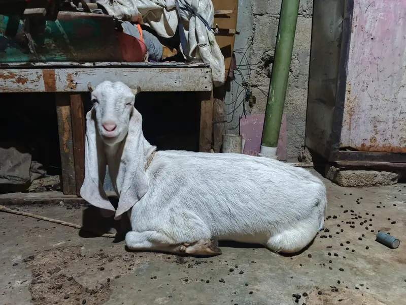 Nasli Gulabi bakri put hen mere pase 8manth huwe he aye huwe — photo 8