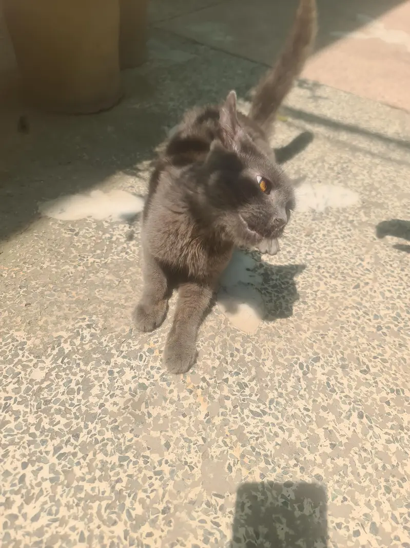 BRITISH SHORT HAIR FOR ADOPTION — photo 2