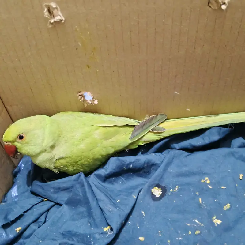 green parrot mithu — photo 2