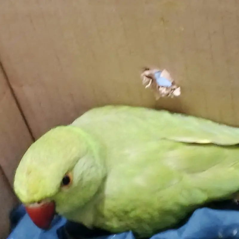 green parrot mithu — photo 6