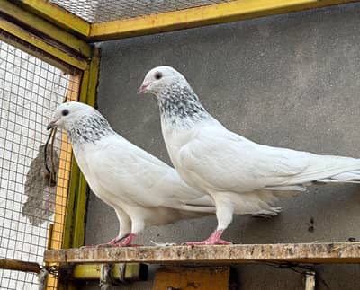 John sahb aly pigeon || Kamagr dabala ||  Pure Teady  || kbooter for s