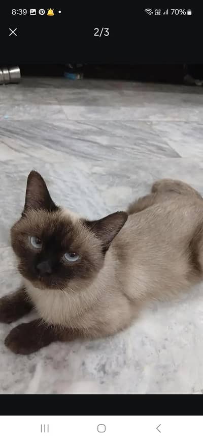 himalayan cat
