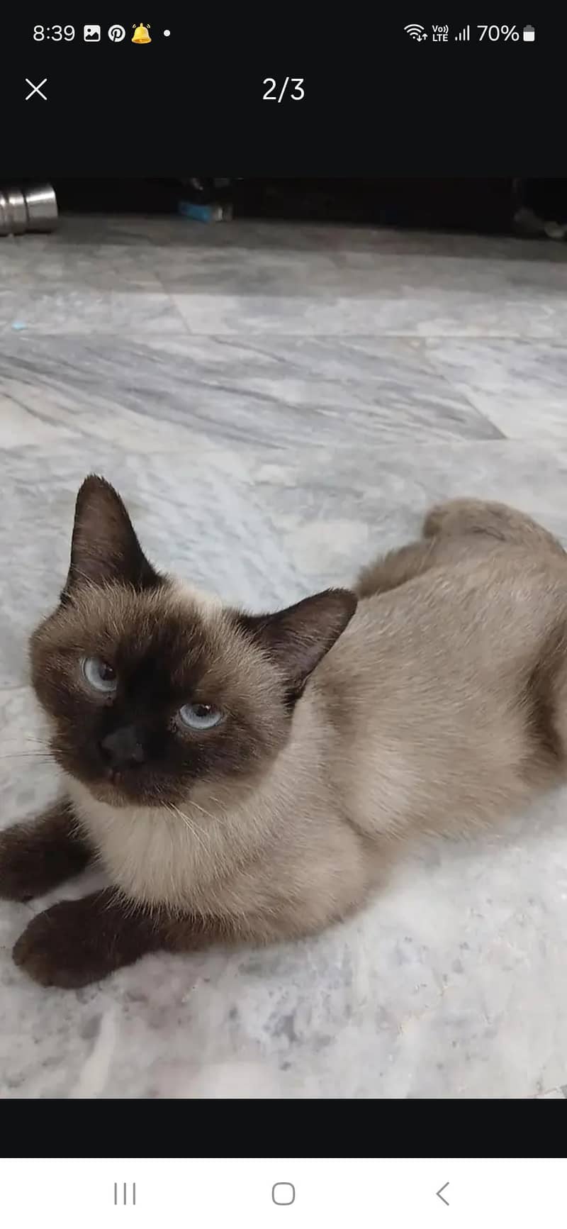 himalayan cat 0
