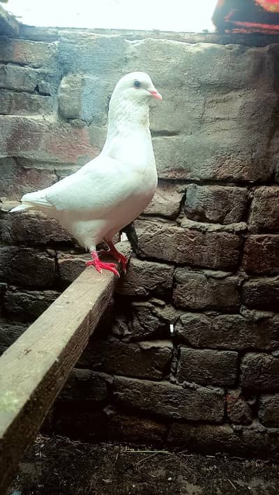 king kabooter urgent for sale full breeding pair