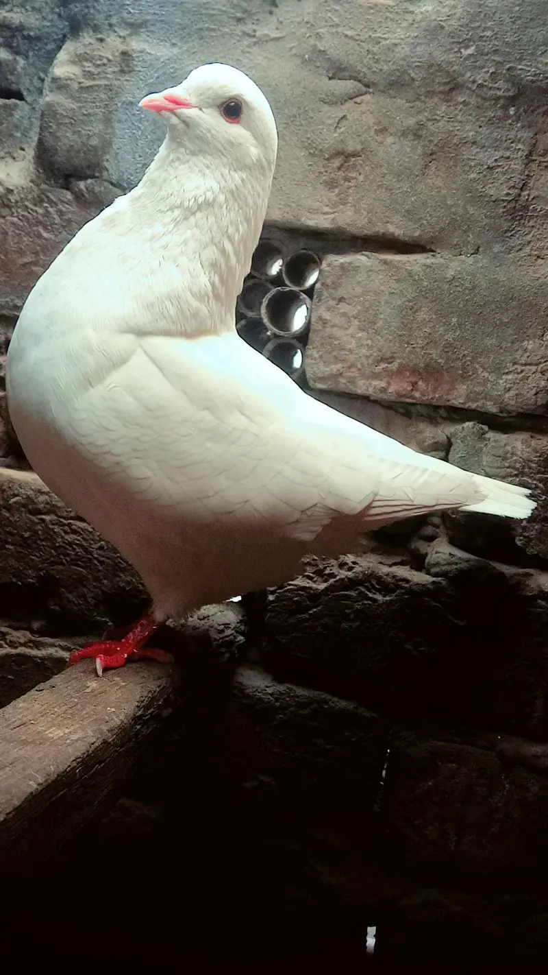 king kabooter urgent for sale full breeding pair — photo 2
