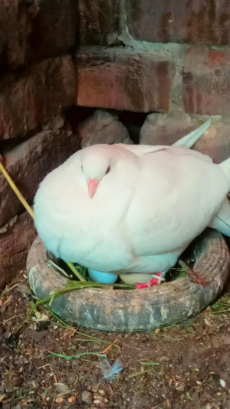 king kabooter urgent for sale full breeding pair — photo 3
