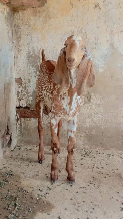 Name   گوگا