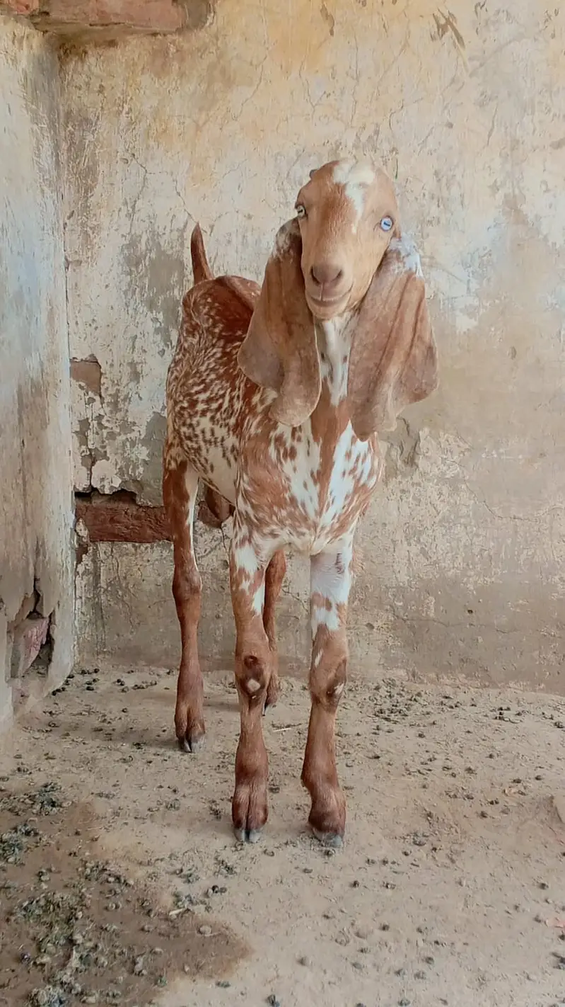 Name   گوگا — photo 2
