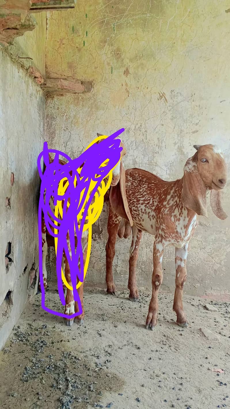 Name   گوگا 2