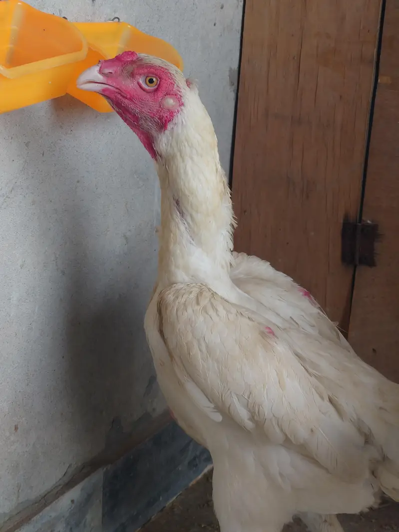 Shamo/German shamo/white shamo — photo 2