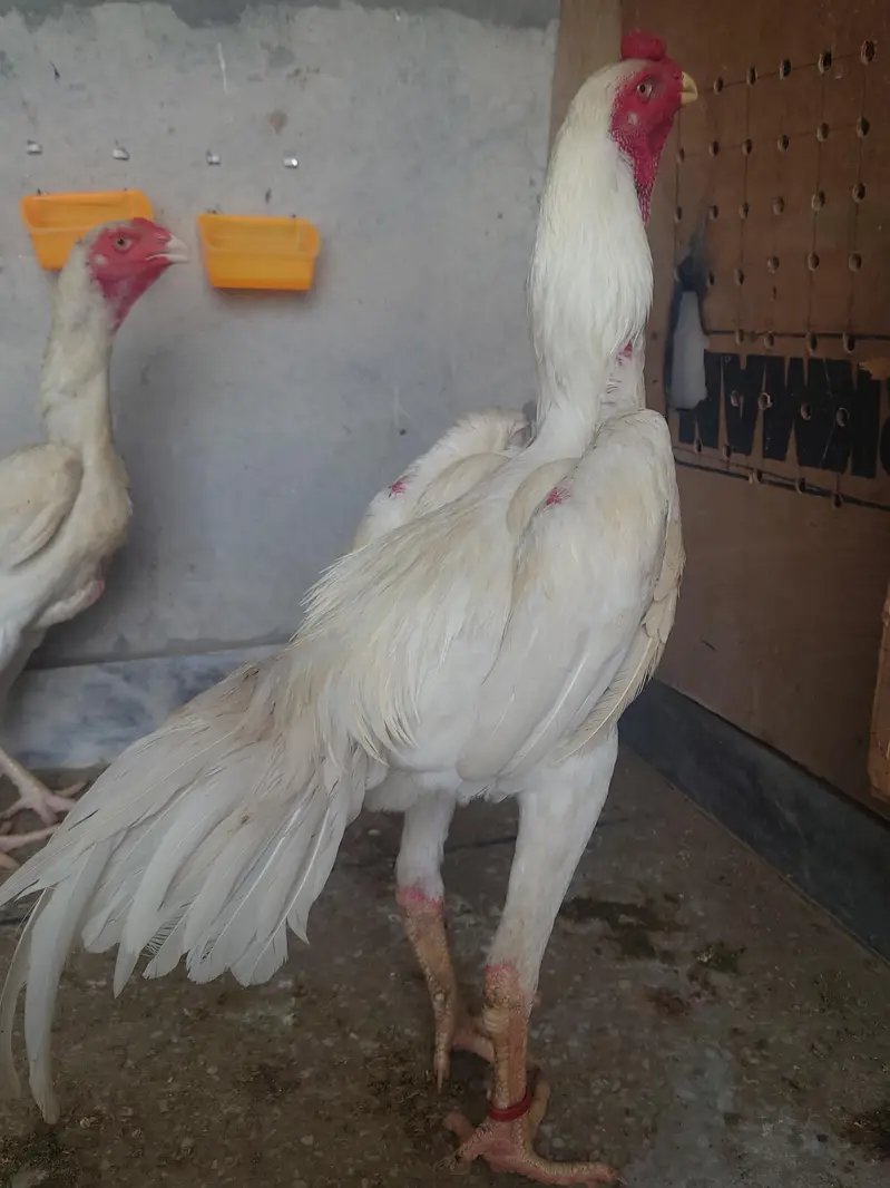 Shamo/German shamo/white shamo — photo 4