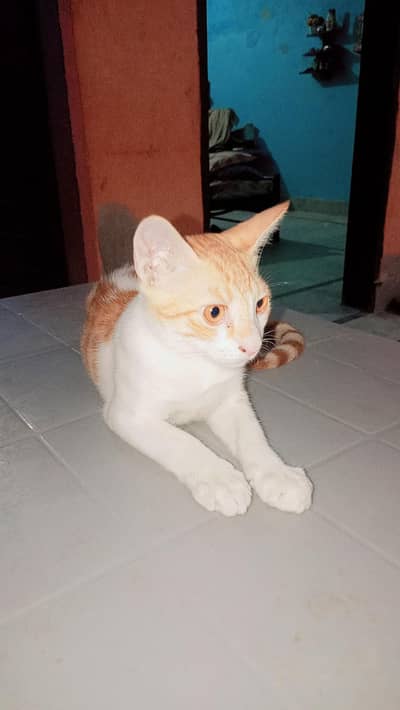 parsian cat jisko chaiye hai free lajao