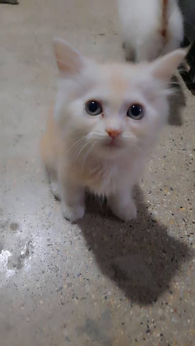 Healthy Female Persian Cat – 3 Months