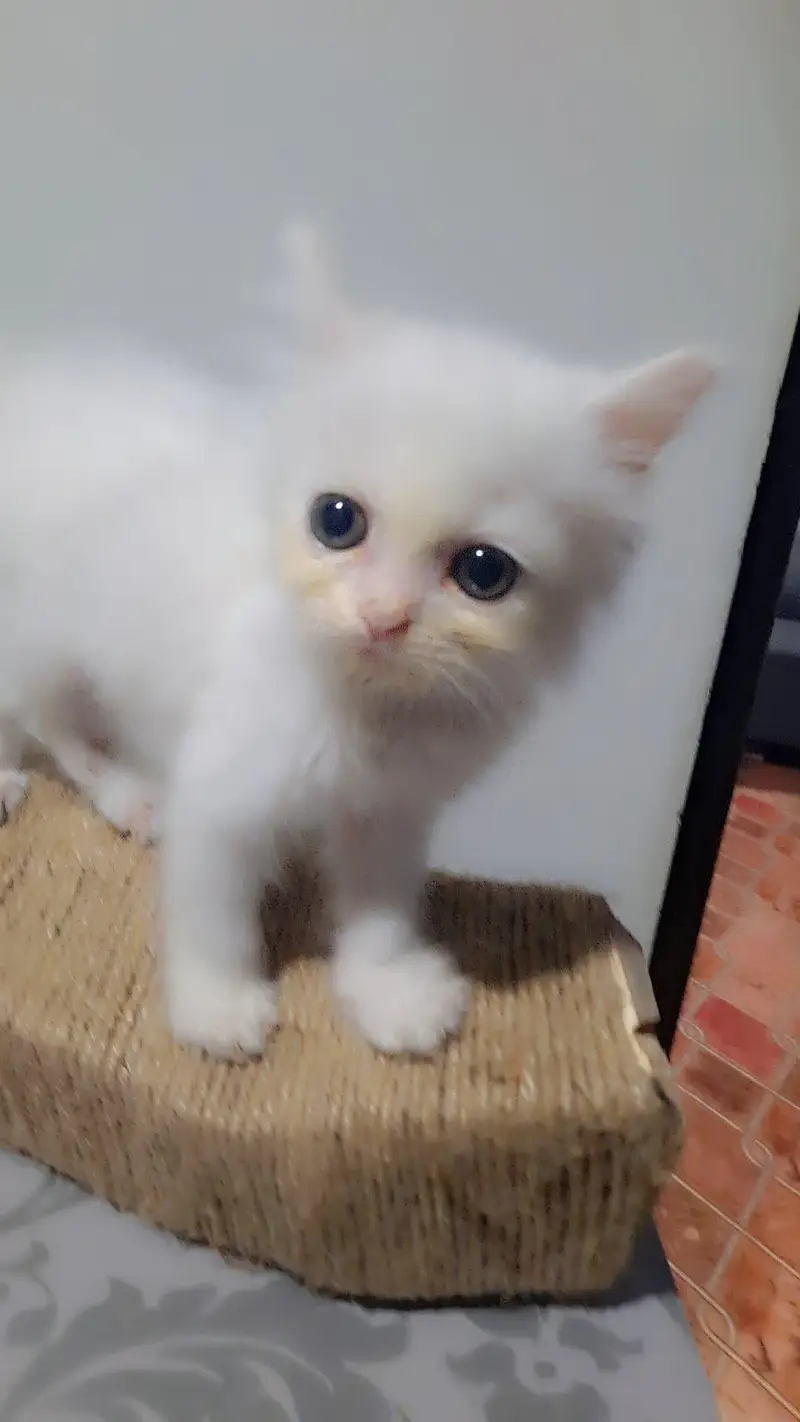 Healthy Female Persian Cat – 3 Months — photo 2