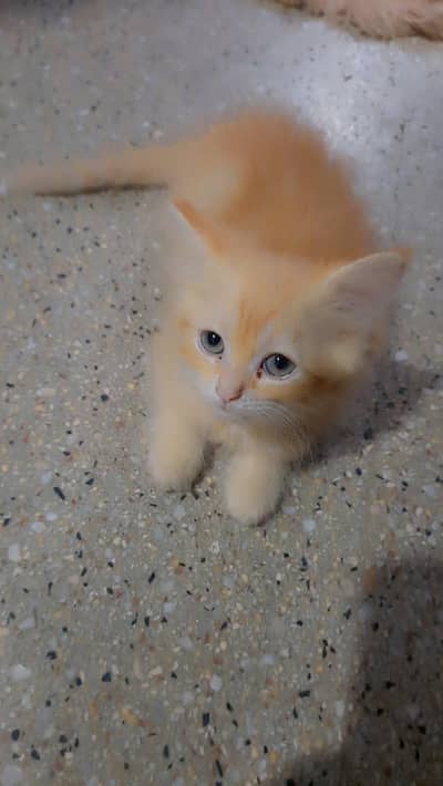 Healthy Female Persian Cat – 3 Months