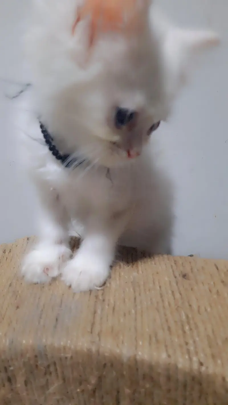 Healthy Female Persian Cat – 3 Months — photo 4