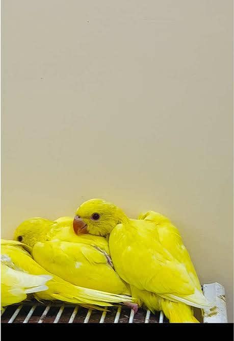 yellow chicks 1