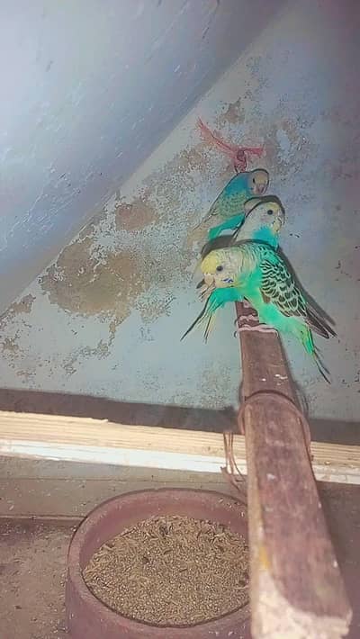 Budgies/Australia parrots/for sale
